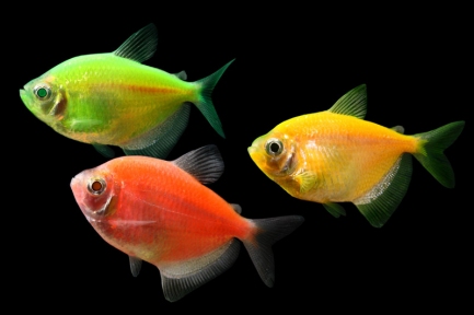 Тернеція оранжева GloFish 2-3,5см