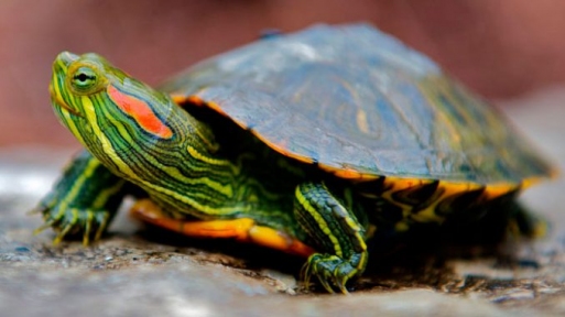 Черепаха червоновуха 4-8см