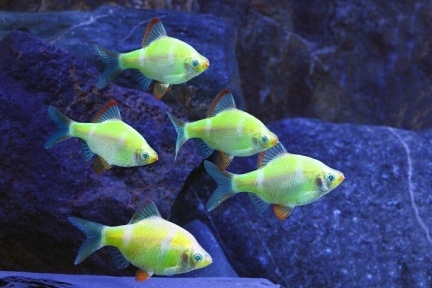 Барбус кольті GloFish 3-4,5см