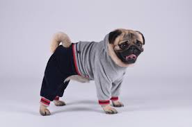 PetFashion Пауль S