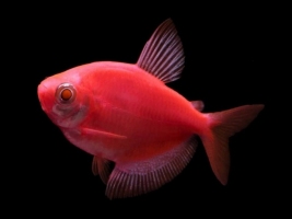 Тернеція червона GloFish 2-3,5см
