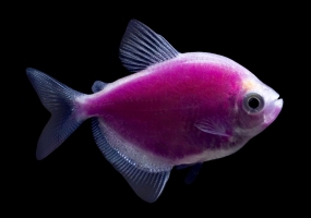 Тернеція фіолетова/бузкова GloFish 2-3,5см