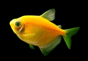 Тернеція жовта GloFish 2-3,5см