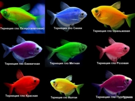 Тернеция взрослая в ассортименте GloFish 2-3,5см