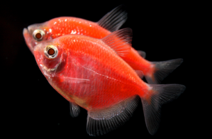 Тернеція червона GloFish 2-3,5см