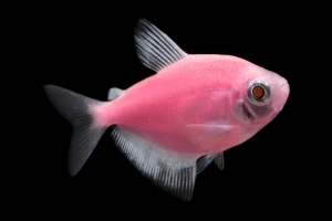 Тернеция  белая GloFish 2-3,5см