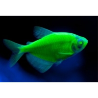 Тернеція зелена GloFish 2-3,5см