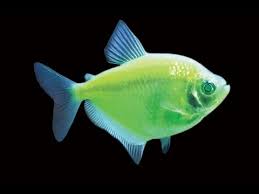 Тернеція салатова/м'ятна GloFish 2-3,5см