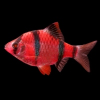 Барбус суматранский красный GloFish 1,5-2см