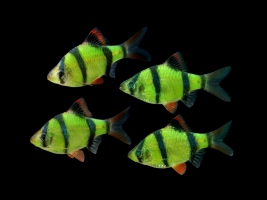 Барбус суматранський GloFish 1,5-2см